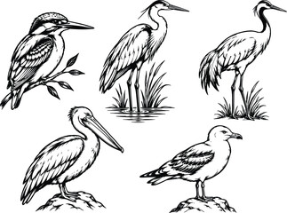 Fototapeta premium Collection of five birds depicted in a detailed black and white vector style