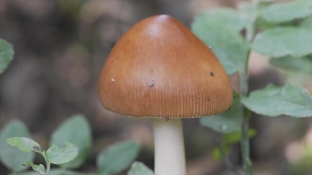 Video of a tawny grisette mushroom (Amanita fulva) growing on a forest floor among green leaves, shot in 4k at 50 fps.