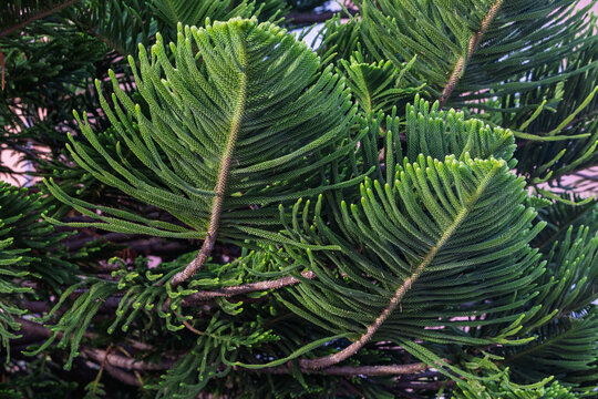 Green Norfolk Island Pine Branches Close-Up Foliage Texture Evergreen Needles Tropical Tree