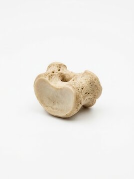 Detailed Close-up Of A Human Tarsal Bone Isolated On A Clean White Background
