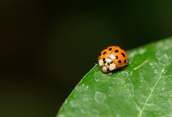 Macro photography of an orange ladybug with black spots resting on a green leaf © Михаил Шорохов