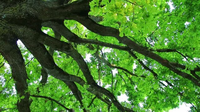 Turnaround look into tree crowns with bright foliage and dark branches in spinning turning upwards view in autumn forest with relaxing atmosphere on hiking tour footpath in idyllic nature environment