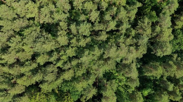 Aerial top view of forest tree. Nature environment. Green tree forest from top, 4k. Summer green tree top in forest. Natural scenery of green forest aerial landscape. Nature landscape