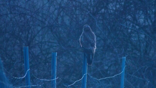 Common Buzzard observing its surroundings at sunset, hunting behavior at the forest edge in a frosty German winter landscape