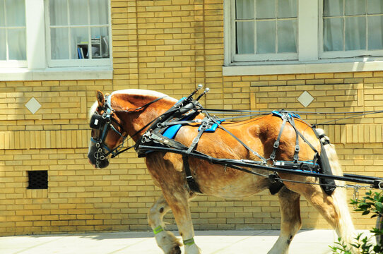 Side view, medium distance of, a Clydesdale draft horse, pulling an open carrage, under mid-day sunlight, in Savannah, GA.
