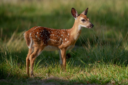 Florida Key Deer Fawn