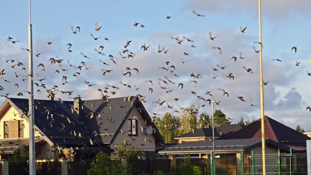 Flock of birds takes flight above a neighborhood in the late afternoon light