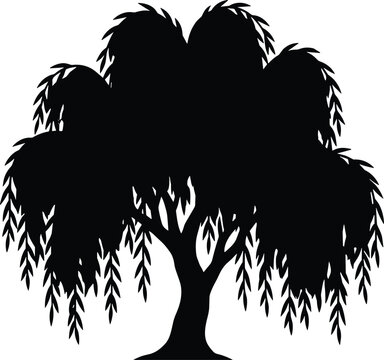 Weeping Willow Tree Silhouette With Drooping Leaves and Curved Trunk Vector Illustration Isolated on White Background