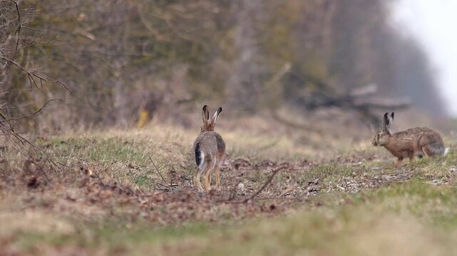 European Hare observing its surroundings at the forest edge in cloudy winter morning light, guided by natural instinct
