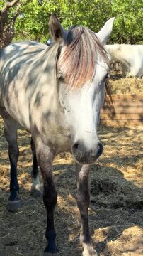 White Camargue horses traditional French workhorse native to the Camargue region of southern France. High quality 4k footage