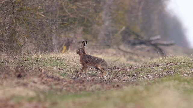 European Hare observing its surroundings at the forest edge in cloudy winter morning light, guided by natural instinct