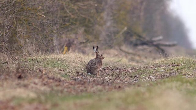 European Hare observing its surroundings at the forest edge in cloudy winter morning light, guided by natural instinct