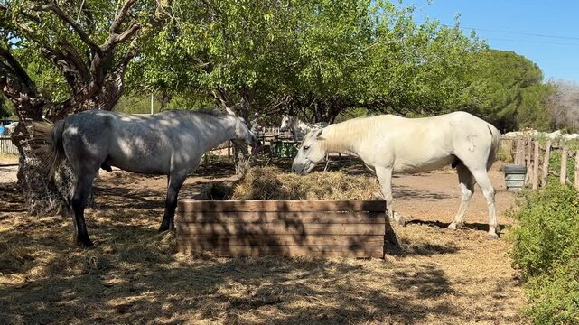 White Camargue horses traditional French workhorse native to the Camargue region of southern France. High quality 4k footage