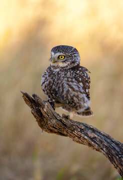 A little owl perched on a tree trunk.