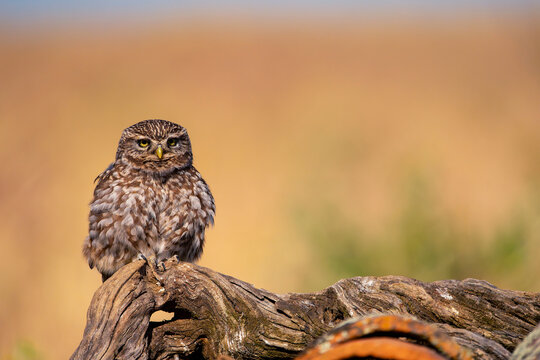 A little owl perched on a tree trunk.
