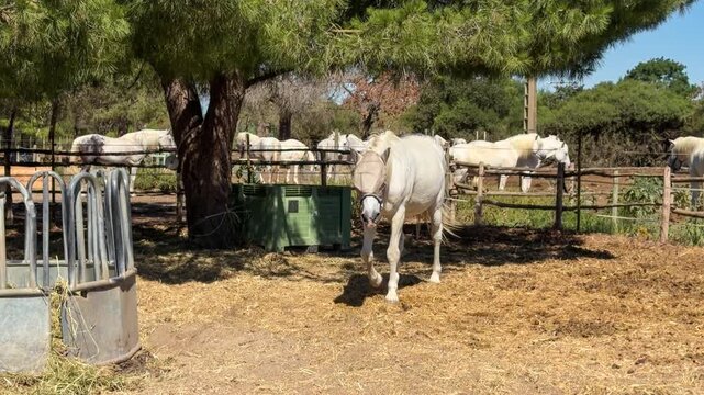 White Camargue horses traditional French workhorse native to the Camargue region of southern France. High quality 4k footage