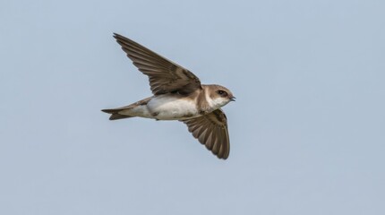 Obraz premium Sand martin flying against clear sky