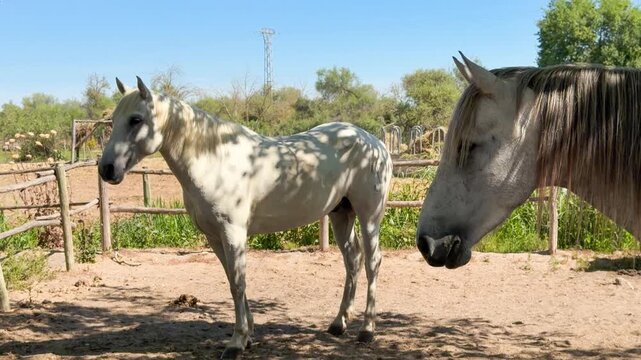 White Camargue horses traditional French workhorse native to the Camargue region of southern France. High quality 4k footage