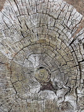 corte de un tronco secci&oacute;n de &aacute;rbol viejo con sus anillos de color gris IMG_8315-as26