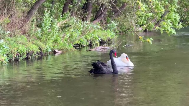 The white and black swans are swimming synchronously along the river.