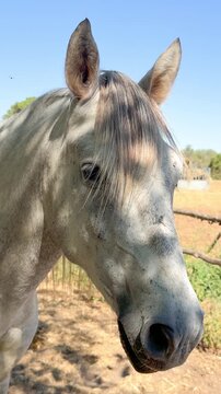 White Camargue horses traditional French workhorse native to the Camargue region of southern France. High quality 4k footage