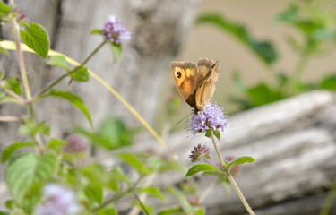 Closeup of Pyronia tithonus feeding on Mentha aquatica flowers © roberto