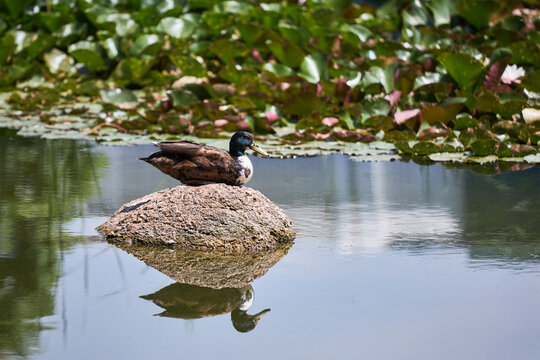 Mallard type duck resting on a rock surrounded by water lilies in a pond