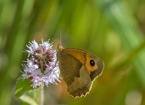 Closeup of Pyronia tithonus feeding on Mentha aquatica flowers