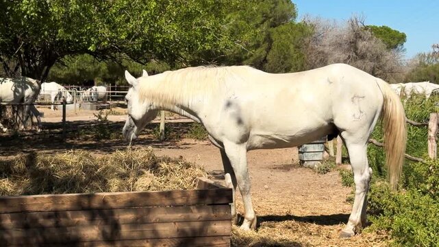 White Camargue horses traditional French workhorse native to the Camargue region of southern France. High quality 4k footage