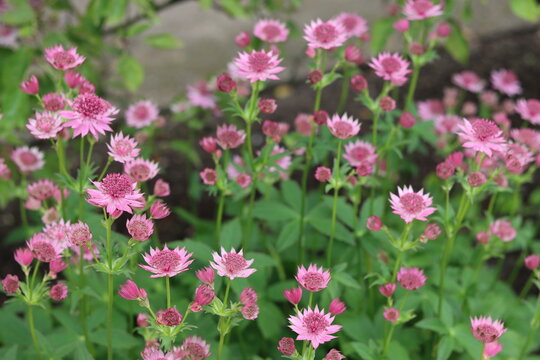 Astrantia flowers in a garden