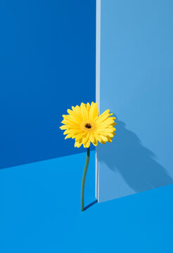 Yellow gerbera flower casting shadow on blue background
