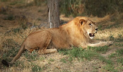 Close-up of a lion resting in the shade on grass with visible fangs