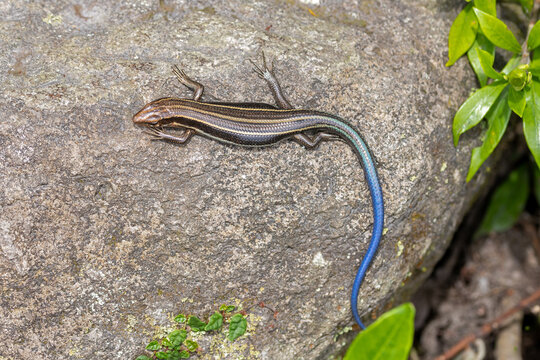 a japanese skink with a shiny, dark body and a striking, bright blue tail on a brown rock