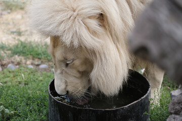 Large male white lion drinking water from a black container © Dav_782