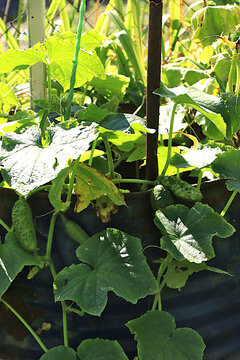 Growing cucumbers in a Russian village in the central region. Manure and rich black soil are placed into an old metal barrel, and seedlings are planted in it. The concept of eco-friendly produce,
