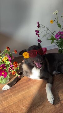 A funny dog in pink glasses, surrounded by flowers and sunlight, embodying the concept of rest and relaxation.