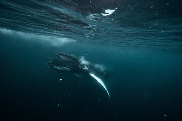 Humpback whales surfacing breathing in arctic fjord waters © Kristof