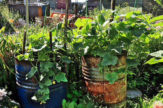 Growing cucumbers in a Russian village in the central region. Manure and rich black soil are placed into an old metal barrel, and seedlings are planted in it. The concept of eco-friendly produce,