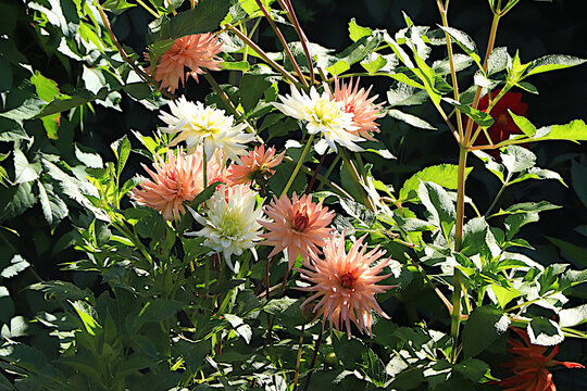 Beautiful, diverse varieties of dahlias in a garden on a bright, sunny day. These flowers are grown in central Russia, with peak blooming occurring in August and early autumn.