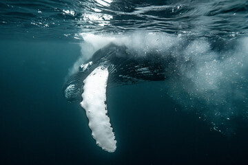 Humpback whale diving in arctic waters of norway © Kristof