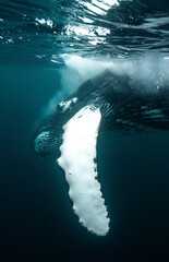 Humpback whale diving underwater in arctic norway © Kristof