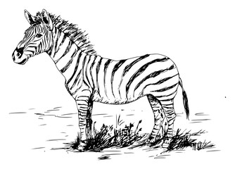 Obraz premium Zebra standing in savanna landscape in hand drawn sketch style