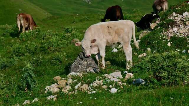 Young calf licking a rock in a green pasture