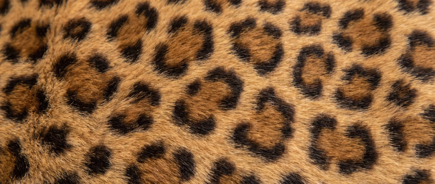 Close up of leopard print fur texture. Soft spotted faux animal pelt pattern. Fashion design background with warm golden rosettes