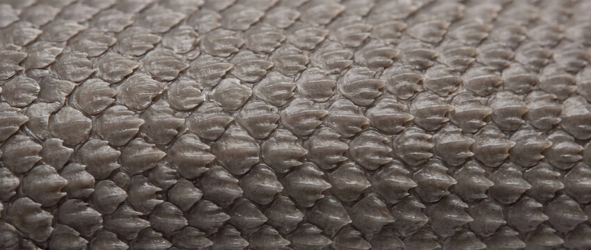 Shark skin texture close up. Gray dermal denticles pattern background