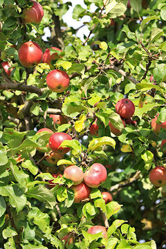 Harvesting in a country garden; ripe apples on tree branches in a sunny autumn orchard. Beauty and gifts of nature, natural food concept, natural background with fruit trees, selective focus