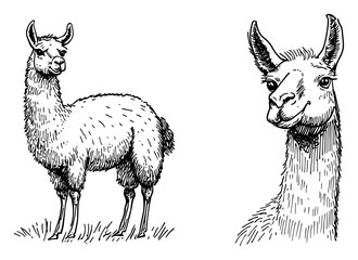 Fototapeta premium Llama full body and portrait head set in vintage woodcut engraving style