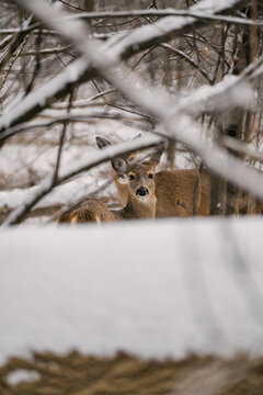 Deer in a winter landscape