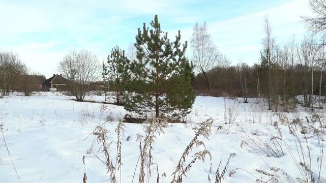 The camera shows a snow-covered area with a single tree standing out in the foreground. In the background, there are several distant buildings. The light is soft and serene, typical of a winter aftern