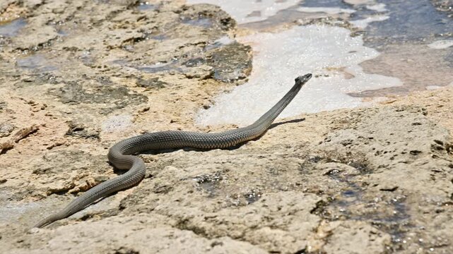 Snake slithering across rocky ground near water
